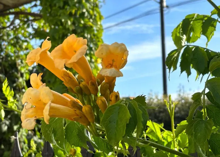 דירה L'aiguade 4 *